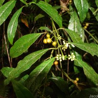 Urophyllum ceylanicum (Wight) Thwaites